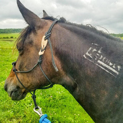 A bay Mustang wearing a black rope halter and black leather breakaway.