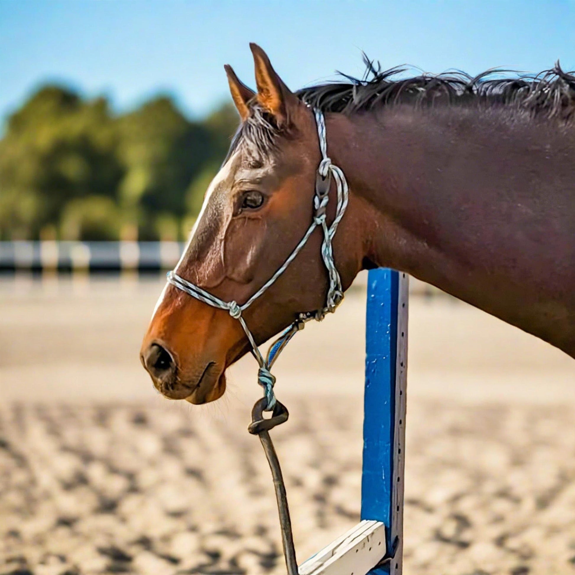 A bay horse in a sandy arena wearing a rope halter and lead, with a black leather breakaway tab.